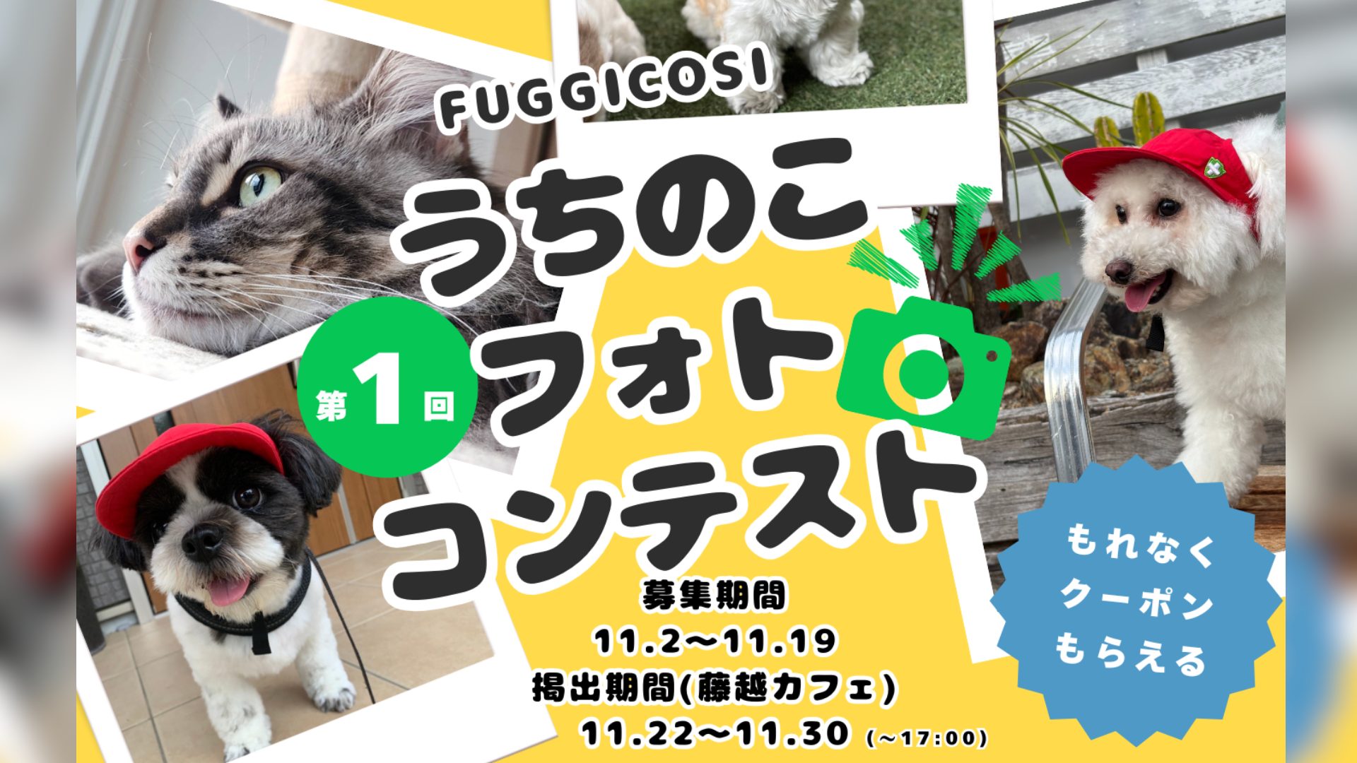 うちのこふぉとこんて